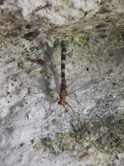 Megistopus flavicornis
