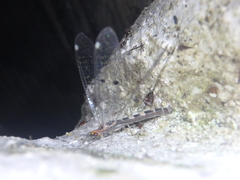 Megistopus flavicornis
