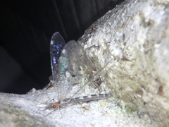 Megistopus flavicornis