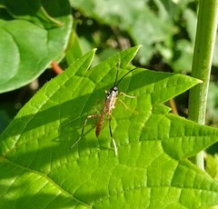 Mesostenus thoracicus