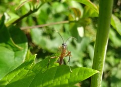 Mesostenus thoracicus