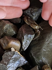 Hemigrapsus sanguineus