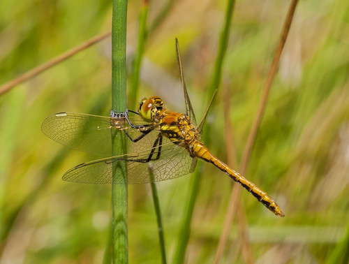 Black Meadowhawk