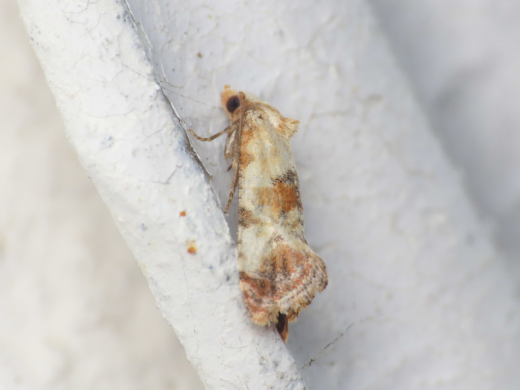 Neocochylis millierana