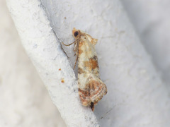 Neocochylis millierana