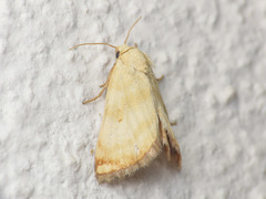 Aegle semicana