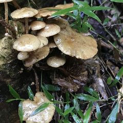 Pholiota subflammans