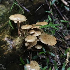 Pholiota subflammans