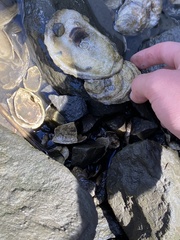 Crassostrea virginica