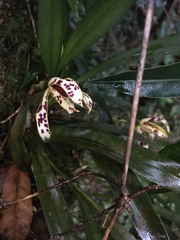 Maxillaria picta