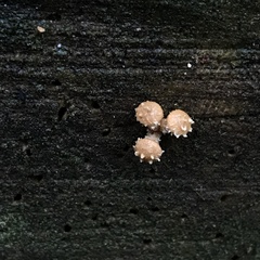 Pholiota subflammans