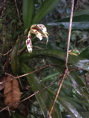Maxillaria picta