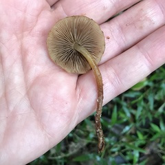 Pholiota subflammans