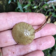 Pholiota subflammans