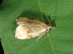 Syricoris