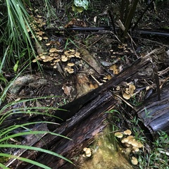 Pholiota subflammans