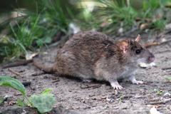 Rattus norvegicus