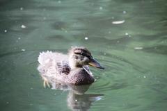 Anas platyrhynchos