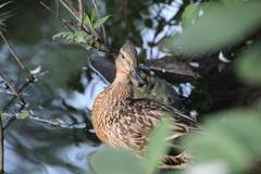 Anas platyrhynchos