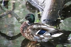 Anas platyrhynchos