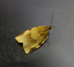 Choristoneura hebenstreitella