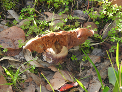 Cortinarius archeri