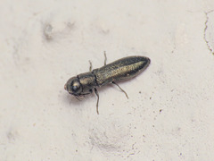 Cylindromorphus