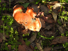 Cortinarius archeri