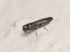 Cylindromorphus