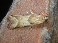 Nyctegretis lineana