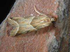 Nyctegretis lineana