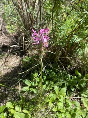 Pedicularis sudetica interior