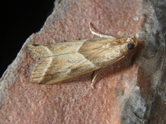 Nyctegretis lineana