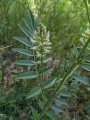 Glycyrrhiza lepidota