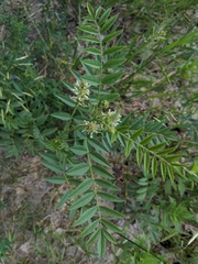 Glycyrrhiza lepidota