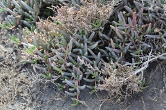 Carpobrotus modestus