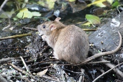 Rattus norvegicus