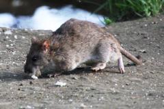 Rattus norvegicus