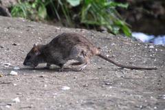Rattus norvegicus