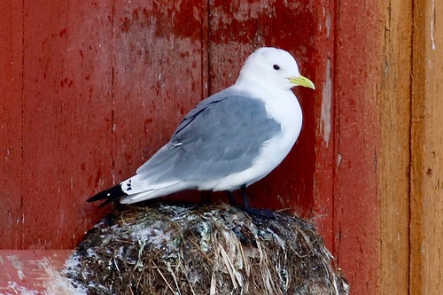 Black-legged Kittiwake