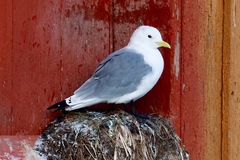 Black-Legged Kittiwake photo 4