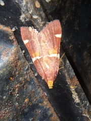 Pyralis kacheticalis