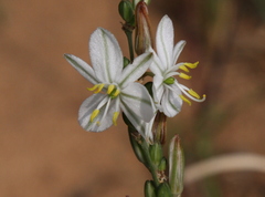Chlorophytum transvaalense