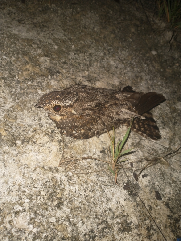 Yucatan Nightjar