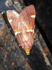 Pyralis kacheticalis
