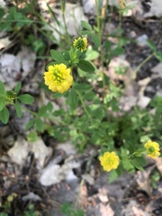 Trifolium campestre