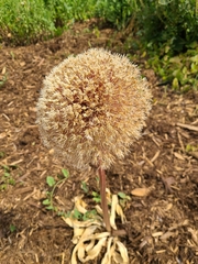Allium giganteum