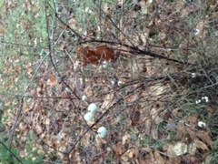 Symphoricarpos albus