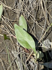 Limonium carolinianum