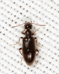 Sapintus fulvipes